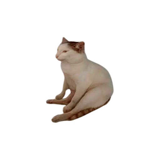 Chooms