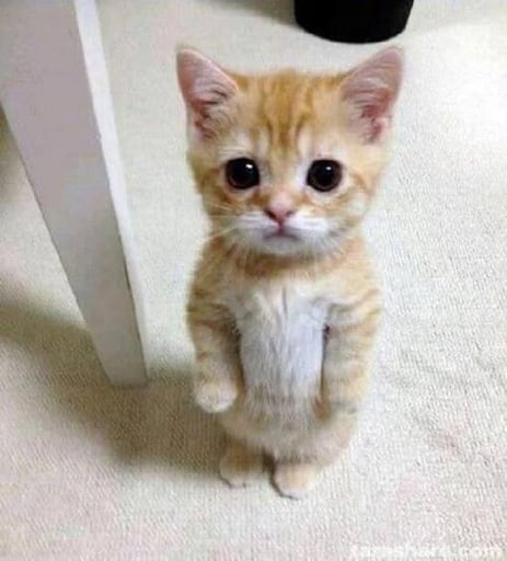 halp