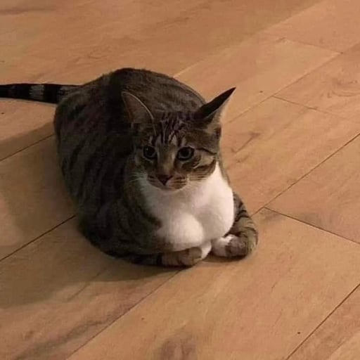 TittyKitty