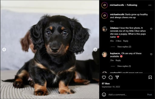 Starla the Starlink Puppy