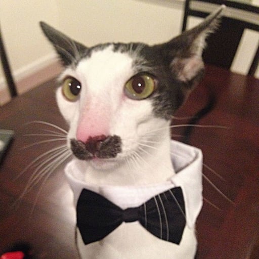 HBCAT