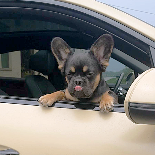 I'll Ride Shotgun