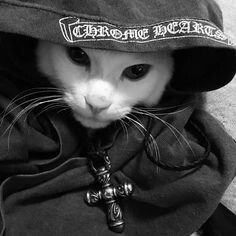 Chrome Hearts Cat