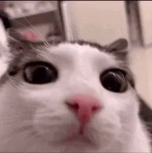 CRUNCHY CAT LUNA
