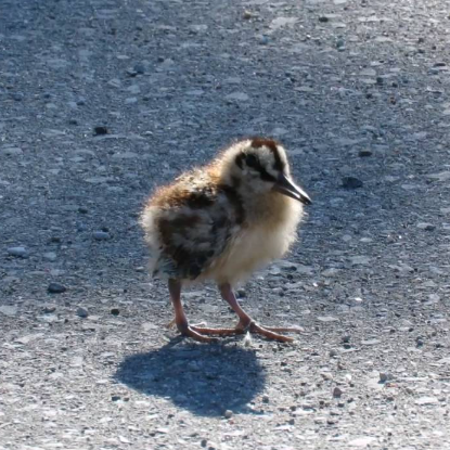 meep