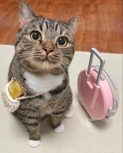 vacation cat