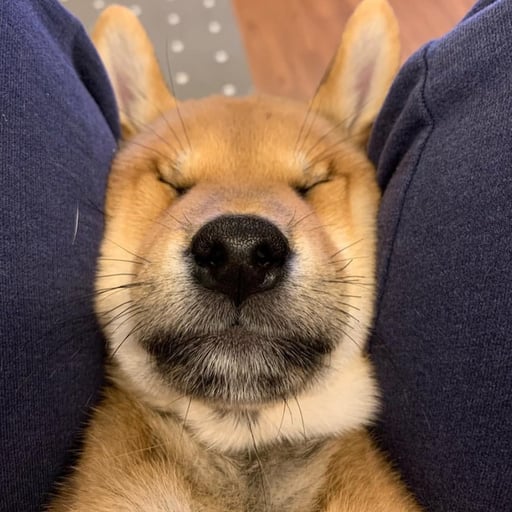 PressDog