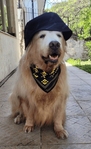 swag dog
