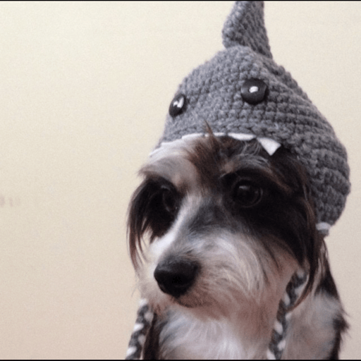 Shark Dog