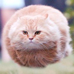 Hover Cat
