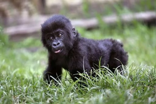 Baby Harambe McHarambeface
