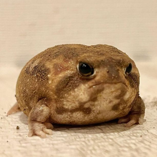 Gub