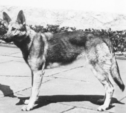 Adolf's Dog