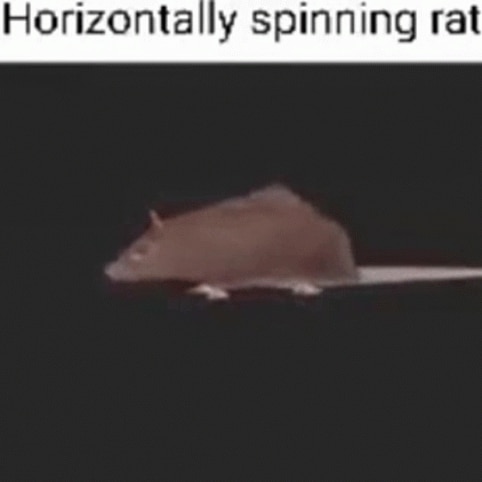 Horizontally Spinning Rat