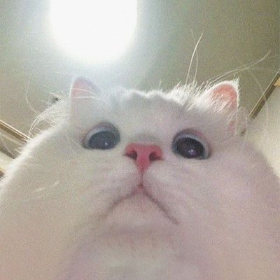 Selfie Cat