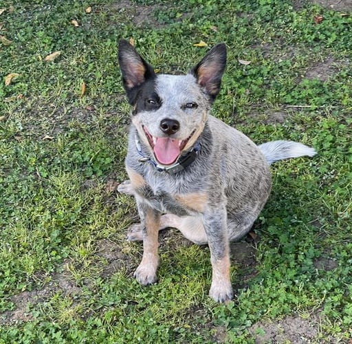 Bitcoin Founder's Dog