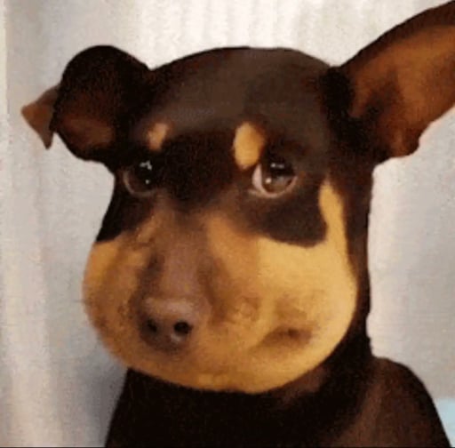 Bae Dog