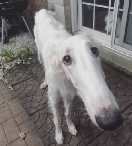 LongDog 
