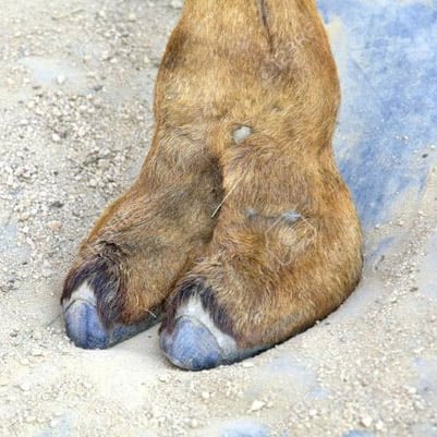 Cameltoekn