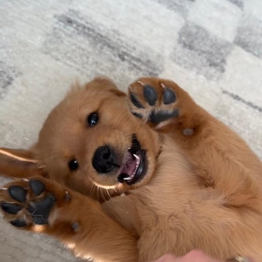 Gravy with 286k fans Tiktok 