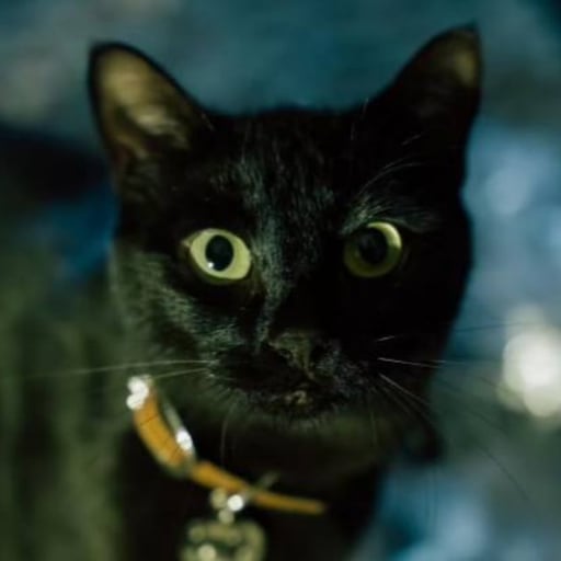 NBA Youngboy's Cat