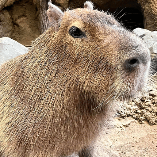 RIP Rare Capybara