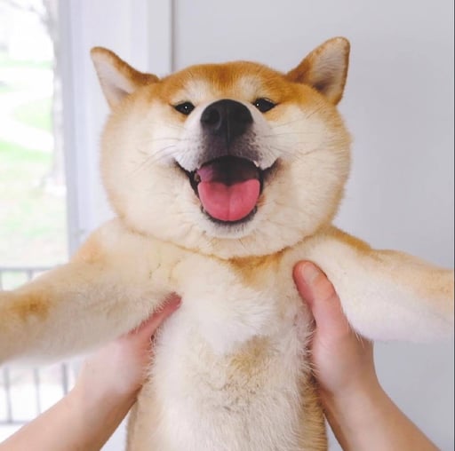 oka Shiba Inu 