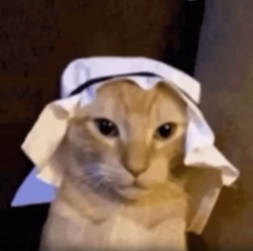 habibi cat