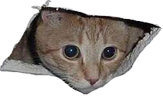 CEILING CAT