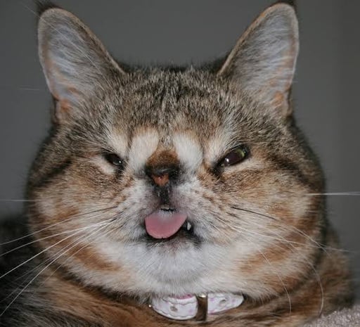 Retard Cat