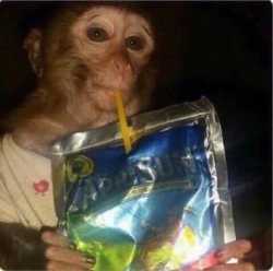 Caprisun Monkey