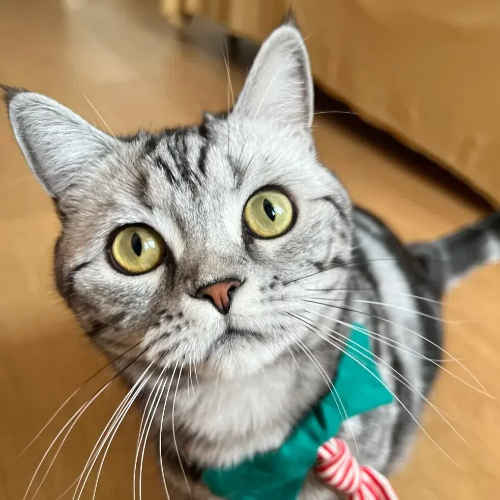 pay cat tax
