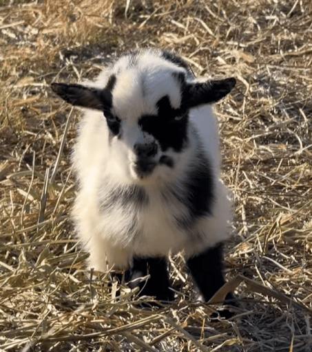 Sassy the viral goat
