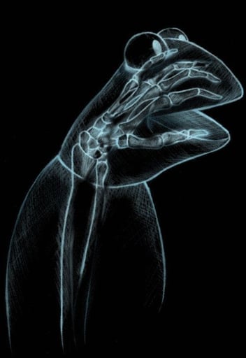 Kermit X-Ray