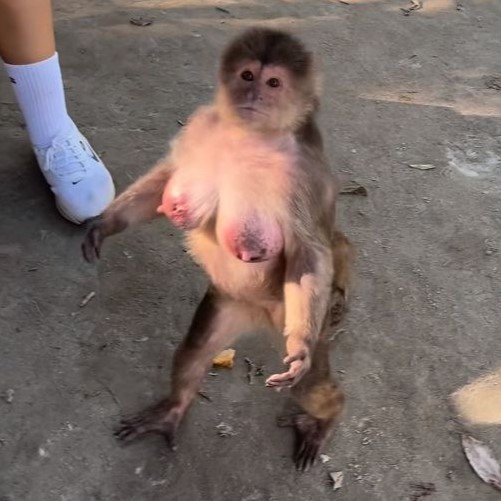 Calcium Cannon Capuchin
