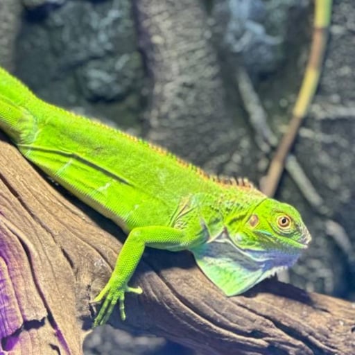 Green Iguana Research