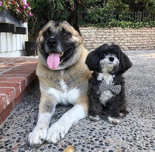 Elon musk's dog name