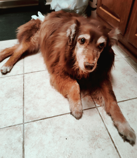 Sugar Bear