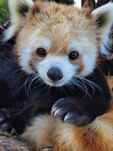 Momo the red panda