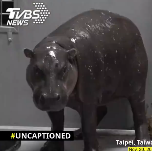New Baby Pygmy Hippo
