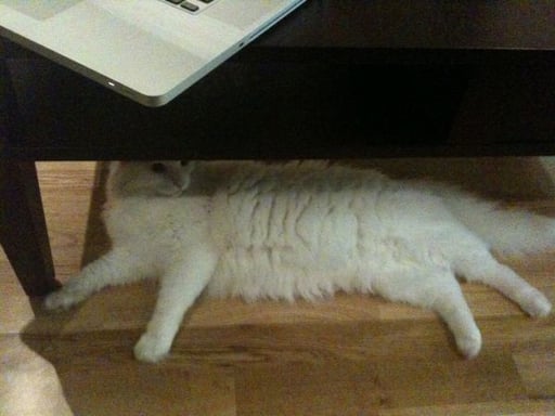 Satoshi's cat