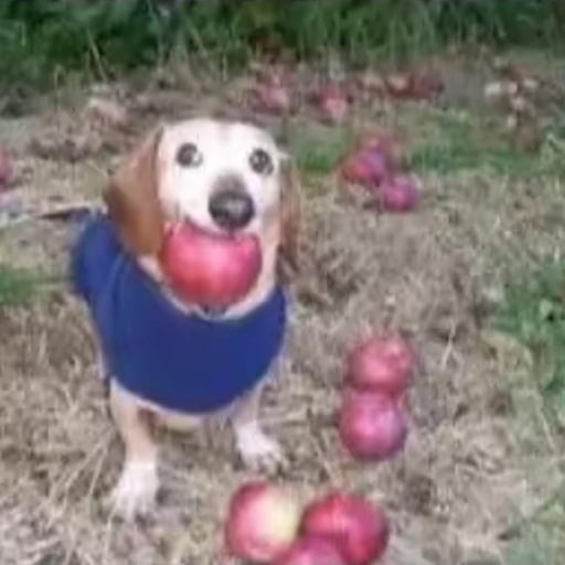 dog with apple in mouth