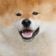 Tofu Chan