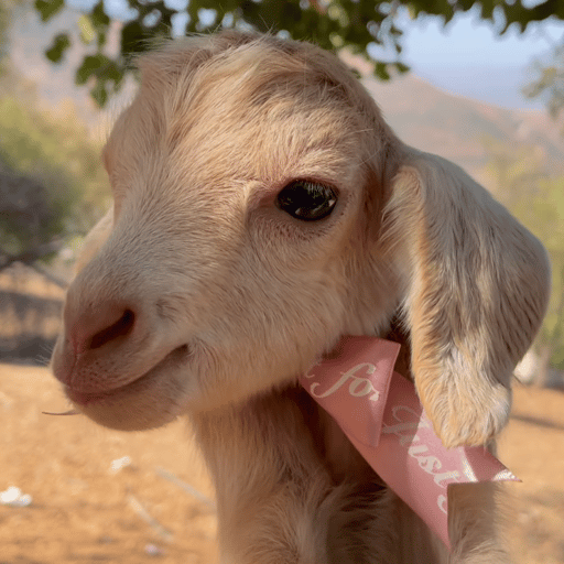 Goats of Zolikha