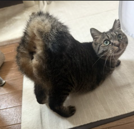 Cat Gyatt