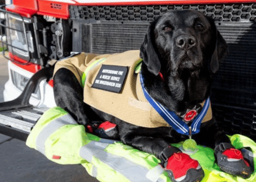 HERO FIRE DOG DIED