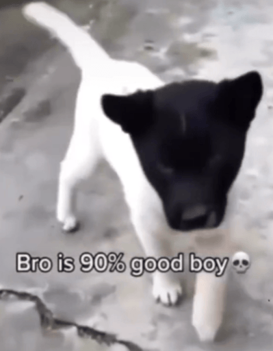 90% Good Boy