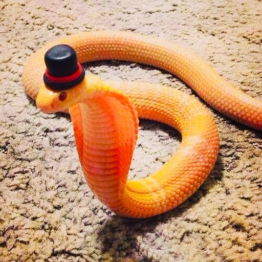 Snakewifhat