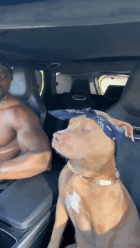 Vibing Pit Bull 