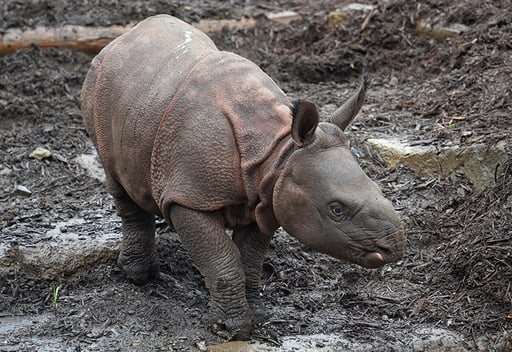 The Baby Rhino In Tama Zoo